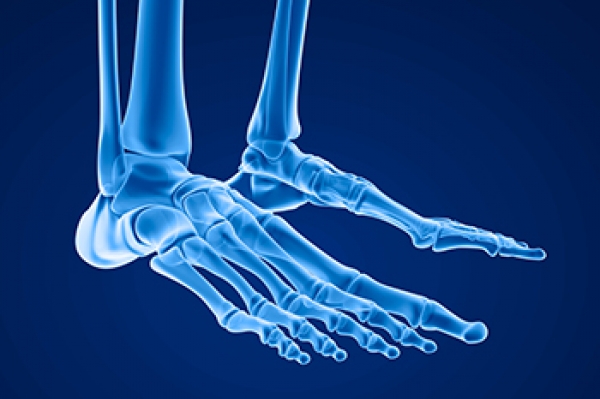 Exploring the Bones and Joints of the Foot
